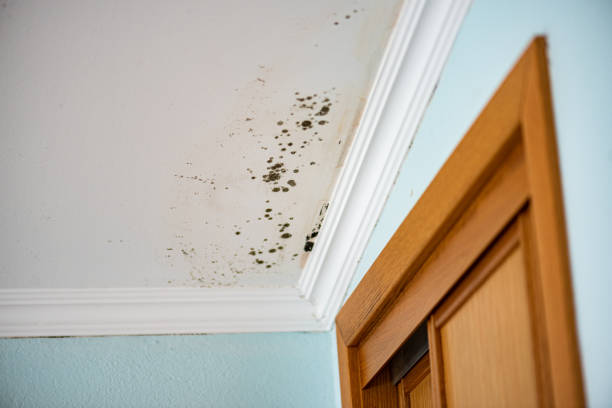 Best Kitchen Mold Remediation in Wellington, FL