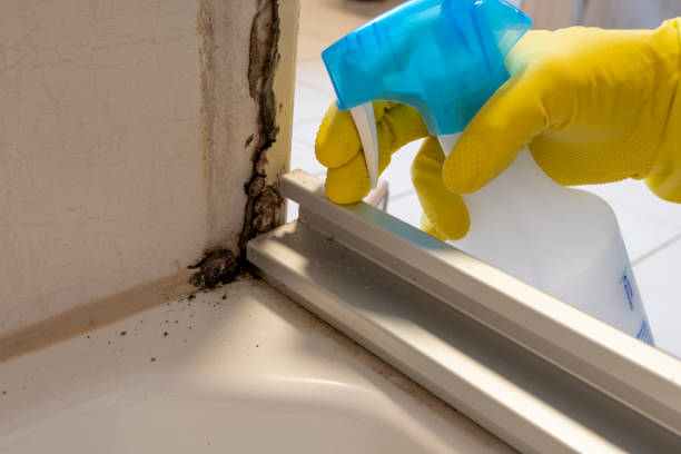 Professional Mold Remediation in Wellington, FL