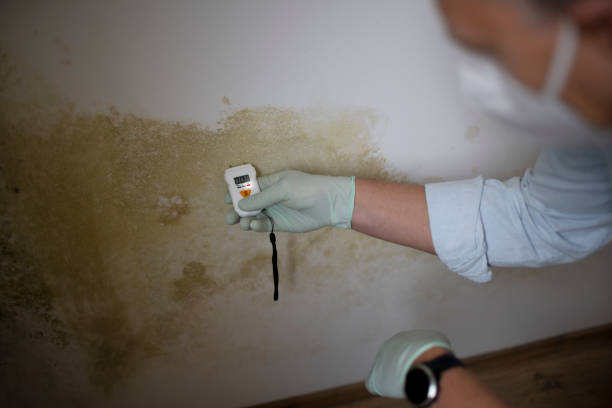 Best HVAC Mold Remediation in Wellington, FL