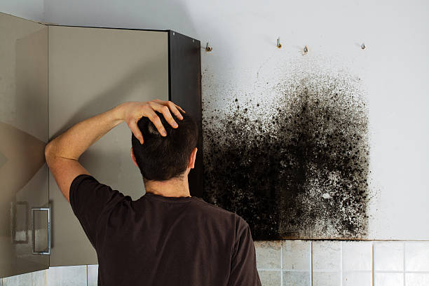 Best Kitchen Mold Remediation in Wellington, FL